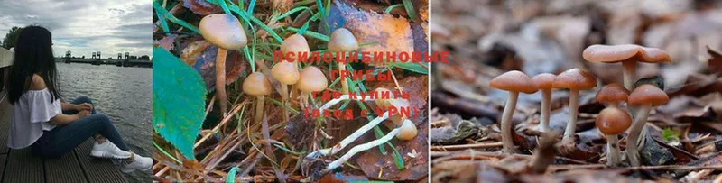 Псилоцибиновые грибы Psilocybine cubensis  купить наркотик  Абдулино 